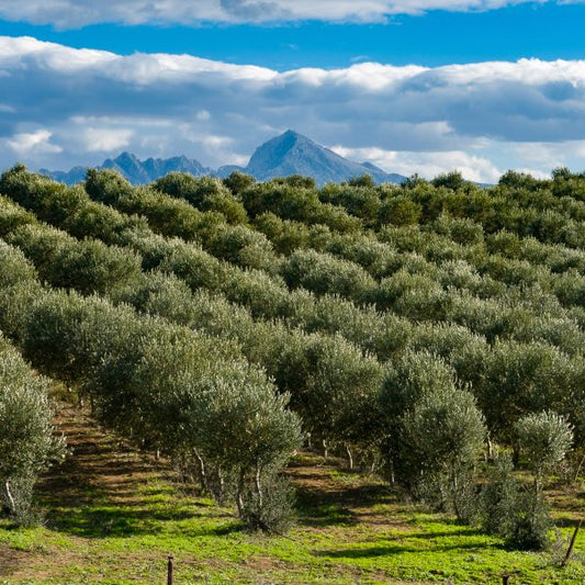The Golden Elixir: Benefits of Greek Olive Oil