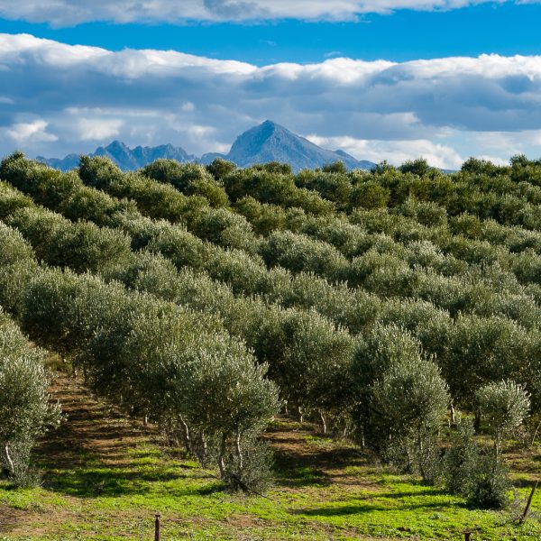 The Golden Elixir: Benefits of Greek Olive Oil